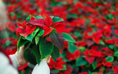 Christmas Poinsettias