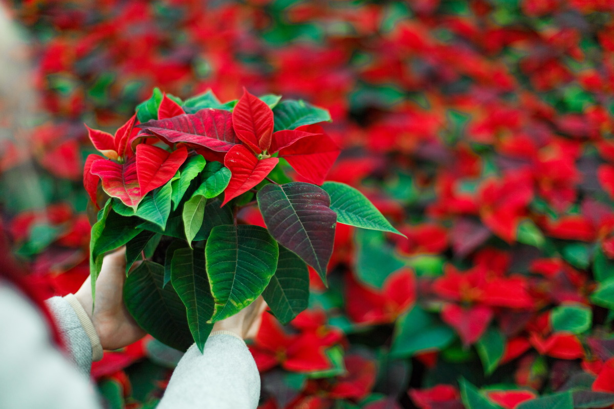 Christmas Poinsettias